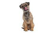 DOG 02 JE0091 01
Border Terrier Sitting On White Seamless