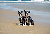 DOG 02 JN0001 01
Two Boston Terriers Sitting On Beach