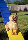 DOG 02 JN0003 01
Cairn Terrier Sitting On Blue And Yellow Plank On Lawn