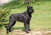 DOG 02 JN0004 01
Giant Schnauzer Standing On Grass