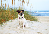 DOG 02 JN0005 01
Jack Russell Terrier Sitting On Beach