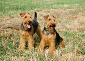 DOG 02 JN0010 01
Two Welsh Terriers On Grass Field