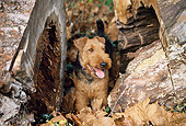 DOG 02 JN0011 01
Welsh Terrier Standing In Fallen Leaves By Logs