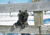DOG 02 JN0012 01
Cairn Terrier Leaning On Wooden Fence In Snow