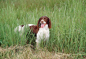 DOG 02 JN0013 01
Springer Spaniel Standing In Tall Grass