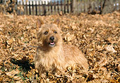 DOG 02 JN0014 01
Norwich Terrier Standing In Pile Of Leaves
