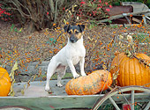 DOG 02 JN0015 01
Jack Russell Terrier Standing On Old Wagon With Pumpkins