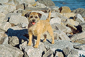 DOG 02 JN0017 01
Border Terrier Standing On Rocks By Water