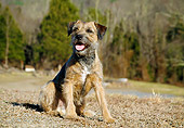 DOG 02 JN0018 01
Border Terrier Sitting On Dirt