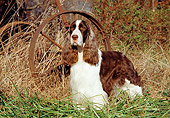 DOG 02 JN0020 01
English Springer Spaniel Standing On Grass By Old Rusty Wheel