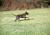DOG 02 JN0022 01
American Pit Bull Terrier Running Though Grass Field