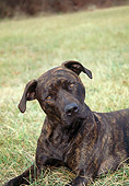 DOG 02 JN0023 01
Close-Up Of American Pit Bull Terrier Laying In Grass Field