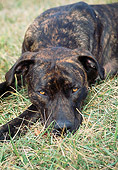 DOG 02 JN0024 01
Close-Up Of American Pit Bull Terrier Laying In Grass Field