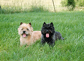 DOG 02 JN0025 01
Two Cairn Terriers Laying In Grass