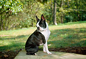 DOG 02 JN0026 01
Boston Terrier Sitting On Bench