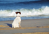 DOG 02 JN0027 01
Back View Of Jack Russell Terrier Sitting On Beach