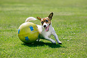 DOG 02 JS0001 01
Jack Russell Terrier Playing With Ball On Grass Field