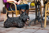 DOG 02 JS0003 01
Scottish Terrier Standing By Owner's Feet At Cafe