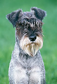 DOG 02 JS0006 01
Portrait Of Miniature Schnauzer Sitting On Grass
