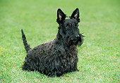 DOG 02 JS0007 01
Scottish Terrier Sitting On Grass Field