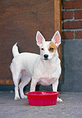 DOG 02 JS0009 01
Jack Russell Terrier Standing By Red Bowl
