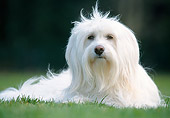 DOG 02 JS0011 01
Tibetan Terrier Laying On Grass