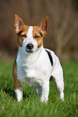 DOG 02 JS0012 01
Portrait Of Jack Russell Terrier Standing On Grass