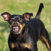 DOG 02 JS0013 01
Close-Up Of Manchester Terrier Growling On Grass