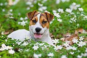 DOG 02 KH0045 01
Jack Russell Terrier Laying In Anemones In Woods
