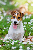 DOG 02 KH0046 01
Jack Russell Terrier Sitting In Anemones In Woods