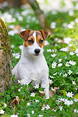 DOG 02 KH0047 01
Jack Russell Terrier Sitting In Anemones In Woods