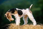 DOG 02 KH0049 01
Fox Terrier Standing On Bale Of Hay Looking Down Profile