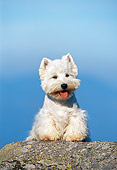 DOG 02 KH0051 01
West Highland Terrier Sitting On Rock