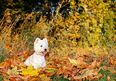 DOG 02 KH0054 01
West Highland Terrier Sitting In Leaves