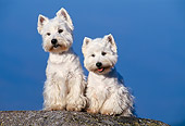 DOG 02 KH0055 01
West Highland Terriers Sitting On Rock