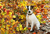 DOG 02 KH0056 01
Jack Russell Terrier Sitting On Fallen Leaves