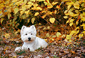DOG 02 KH0061 01
West Highland Terrier Laying In Fallen Leaves And Grass