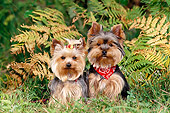 DOG 02 KH0066 01
Two Yorkshire Terriers Sitting On Grass By Ferns