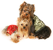 DOG 02 MQ0043 01
Two Yorkshire Terriers Wearing Silk Clothing On White Seamless
