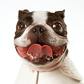DOG 02 MQ0044 01
Head Shot Of Boston Terrier Wearing Sweater On White Seamless