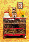 DOG 02 MR0024 01
Yorkshire Terrier Sitting On Dresser In Ornate Setting