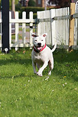 DOG 02 NR0027 01
Staffordshire Bull Terrier Running On Grass