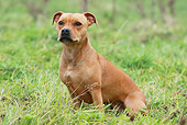 DOG 02 NR0028 01
Staffordshire Bull Terrier Sitting On Grass