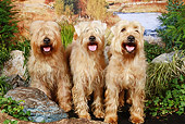 DOG 02 NR0032 01
Three Soft Coated Wheaten Terriers Sitting On Dirt By Rocks And Shrubs