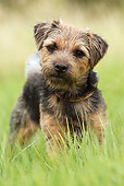 DOG 02 NR0033 01
Border Terrier Standing In Grass