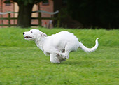 DOG 02 NR0034 01
Jack Russell Terrier Running On Grass Field