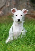 DOG 02 NR0036 01
Jack Russell Terrier Sitting On Grass Field