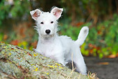 DOG 02 NR0037 01
Jack Russell Terrier Standing By Log
