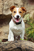 DOG 02 NR0039 01
Jack Russell Terrier Leaning On Log
