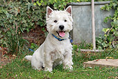 DOG 02 NR0041 01
West Highland Terrier Sitting On Lawn